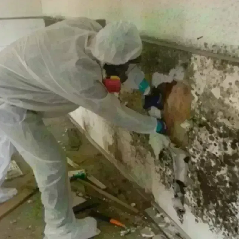 Mold Remediation and Removal in Perkins, OK